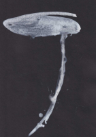 http://www.actionaqua.com/files/gimgs/th-111_glashaus 5_v3.jpg